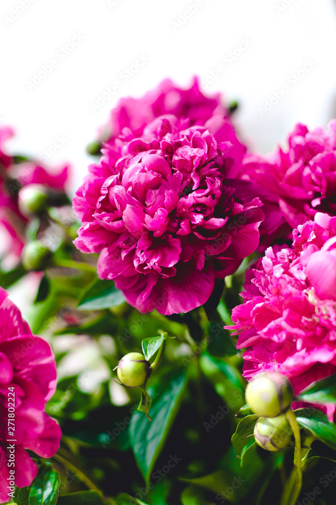 Still life with a bouquet of blooming peonies Elegant bouquet of a lot of peonies of pink color close up. Beautiful flower for any holiday. Lots of pretty and romantic flowers in floral shop. Still life with a bouquet of blooming peonies Elegant bouquet of a lot of peonies of pink color close up. Beautiful flower for any holiday. Lots of pretty and romantic flowers in floral shop.