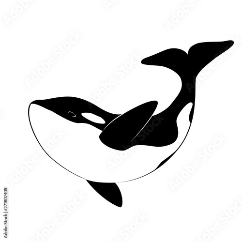 Isolated black silhouette of orca whale on white background. Killer whale. Sea animal.