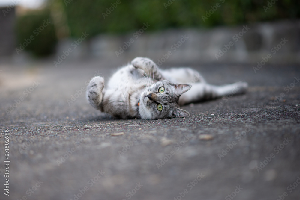 可愛い猫 可愛い猫