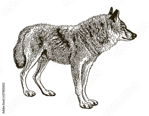 Endangered rare Indian wolf canis lupus pallipes isolated on white background, after engraving from 19th century