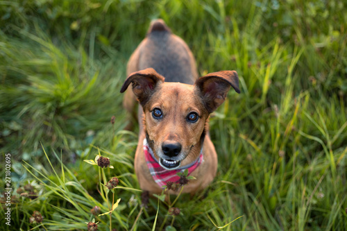 Portrait of a Terrier Dachshund Mix © BirgitKorber