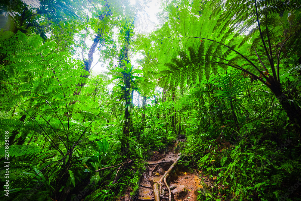 Fototapeta premium Green plants and dirt path in Basse Terre jungle in Guadeloupe