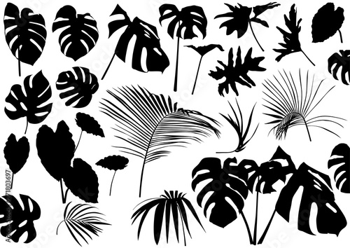 Silhouetted Tropical Leaves Set - Black Tropical Plant Illustrations Isolated on White Background, Vector Design Elements