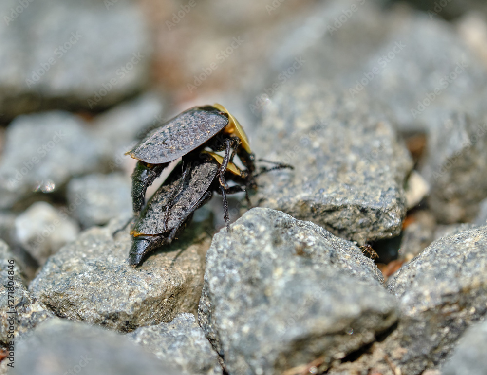 American Carrion Beetles mating American Carrion Beetles mating