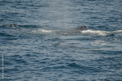 beautiful close up photo shooting of humpback whales in Australia, offshore Sydney during the whale watching cruiser