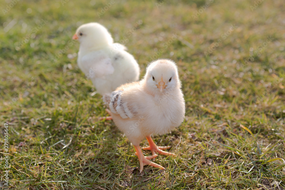 Two newborn chicken on a meadow