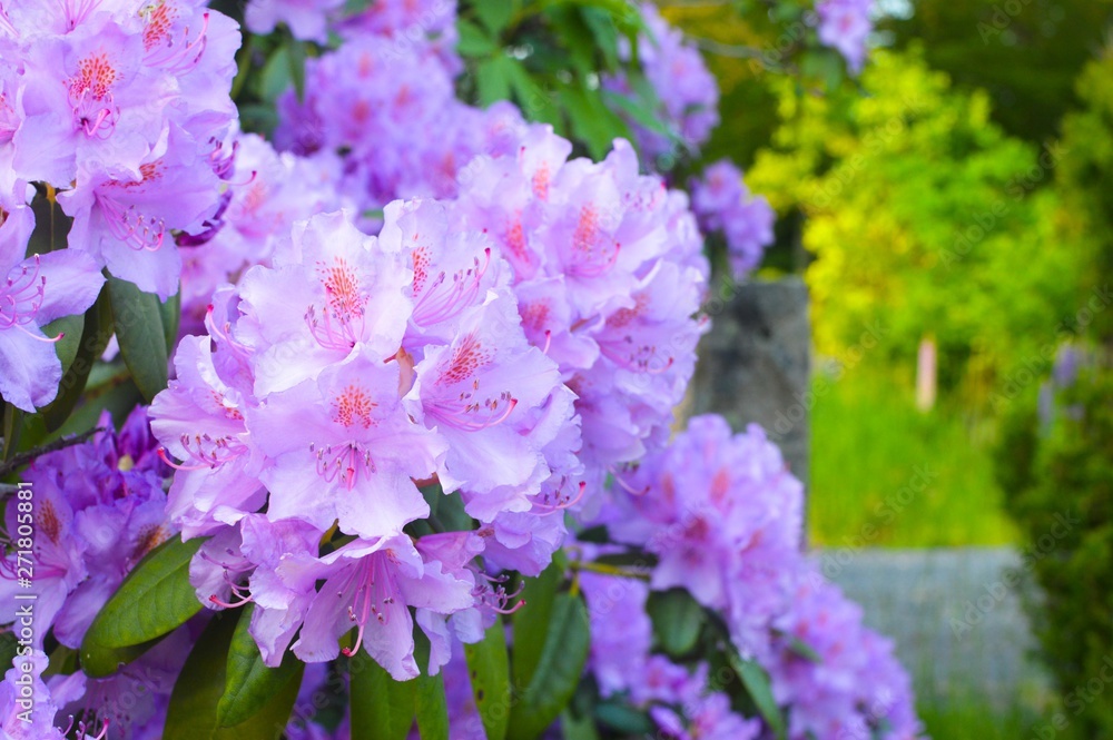 Obraz premium flowers in garden