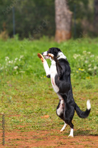 Dancing black white dog