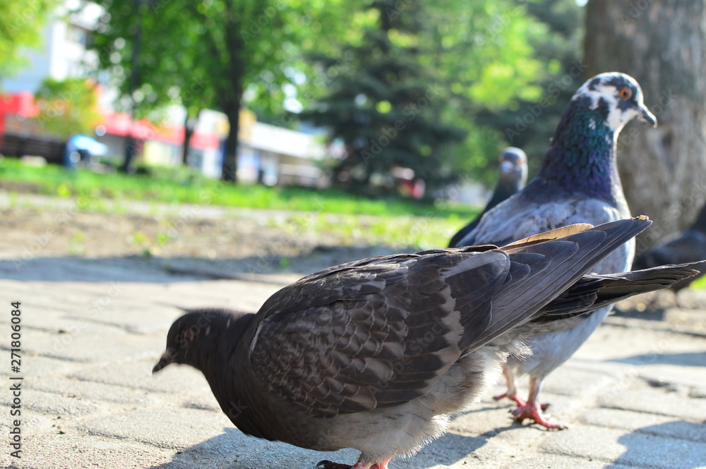 Obraz premium birds in the garden