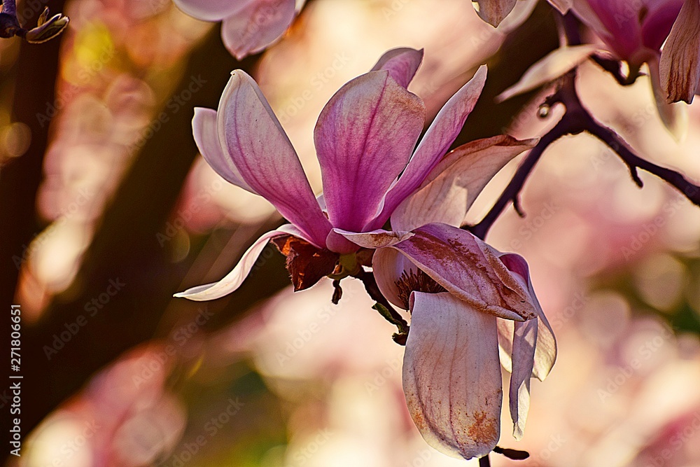 Kwiat magnolii  - obrazy, fototapety, plakaty 