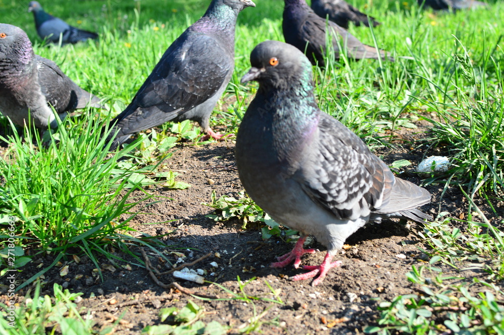 gray pigeons in the city park gray pigeons in the city park