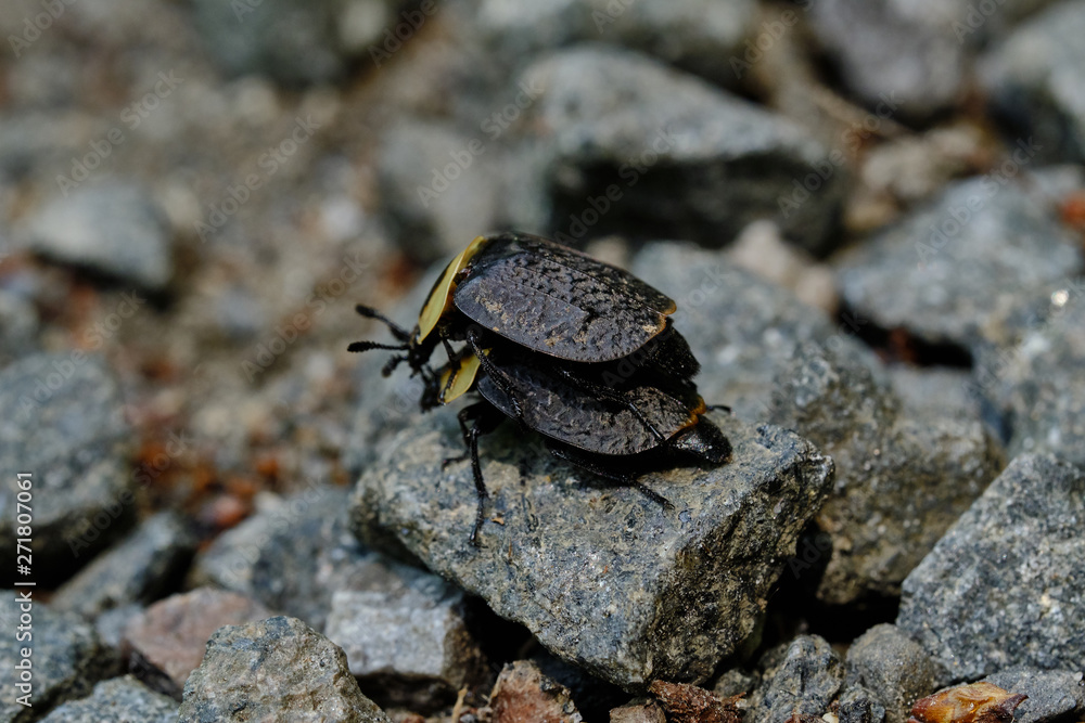 Obraz premium American Carrion Beetles mating
