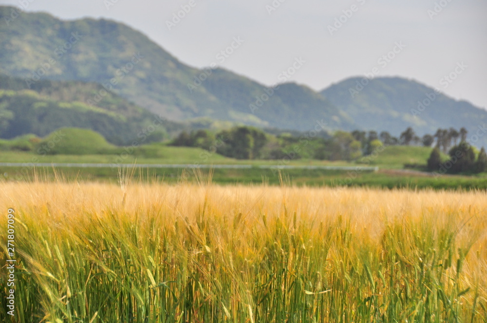 小麦の風景
