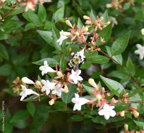 bee