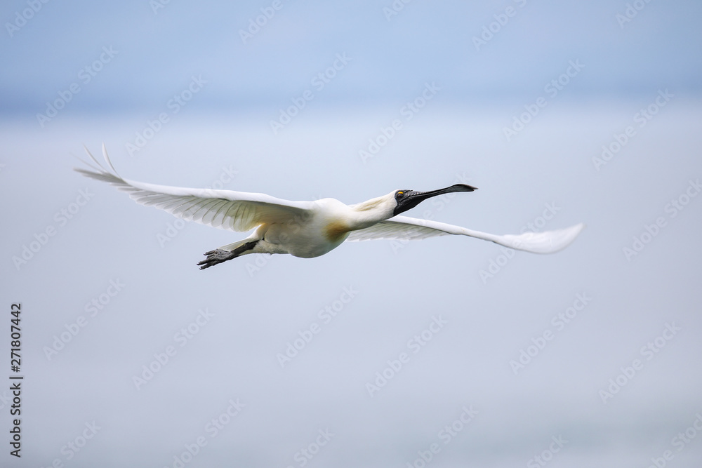 Fototapeta premium Royal spoonbill in flight, Taiaroa Head, Otago Peninsula, New Zealand.