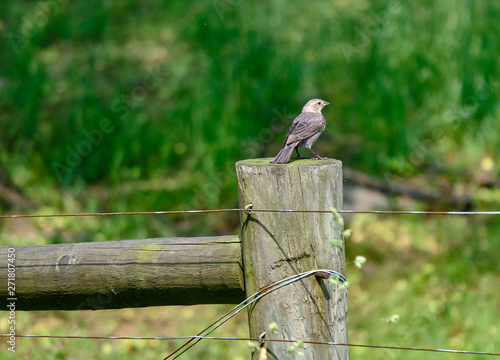 Bird on a fencepost