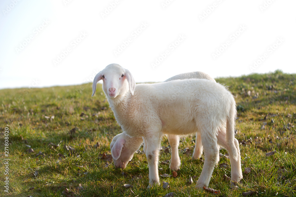 Two young lambs on a meadow Two young lambs on a meadow