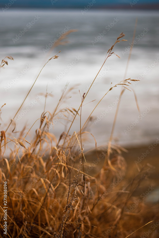 Obraz premium grass in the wind