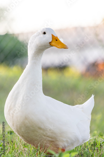 White duck 1