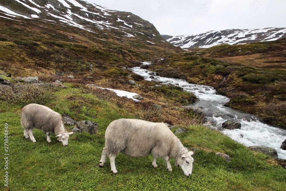 Fototapeta premium Sheep in Norway