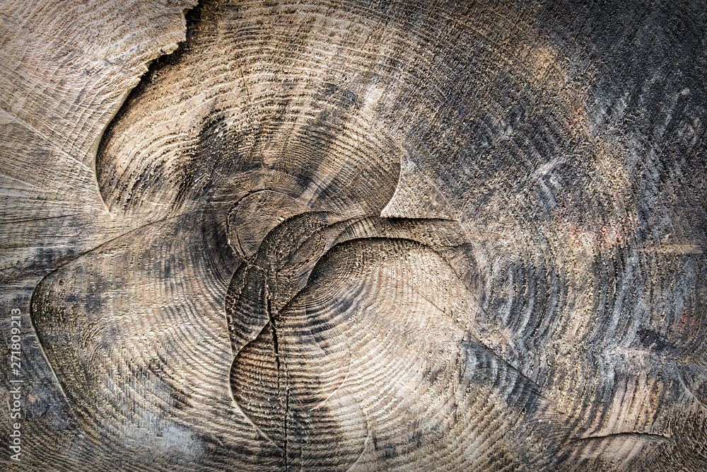 Fototapeta premium Wooden textured surface