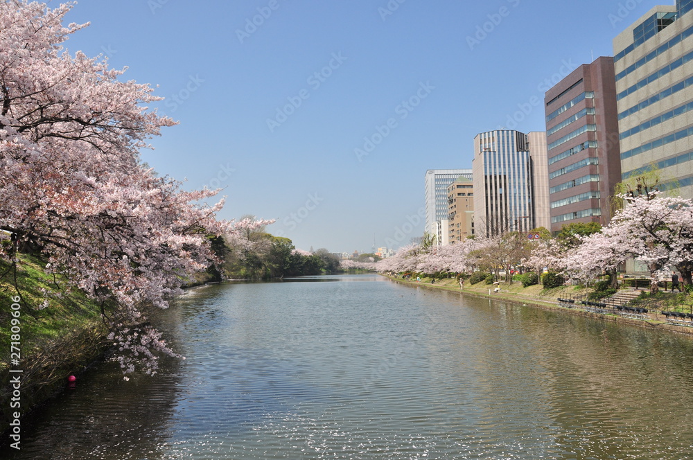大濠の桜