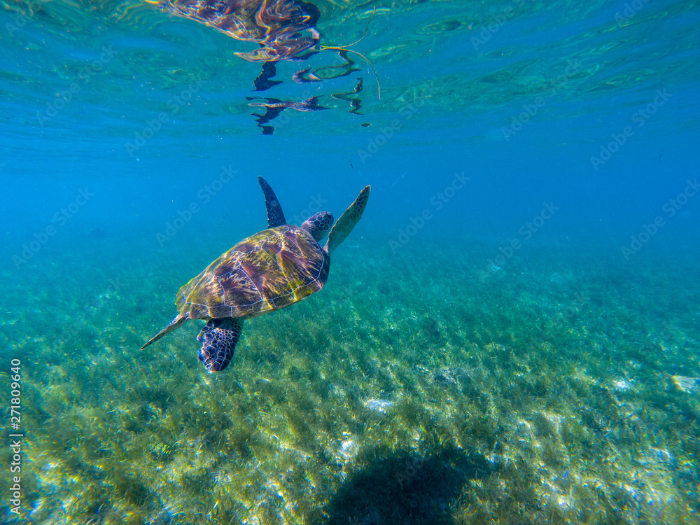 Obraz premium Sea turtle swim in water of tropical lagoon. Green turtle underwater photo. Wild marine animal in natural environment