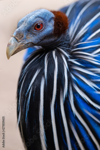 Geierperlhuhn photo