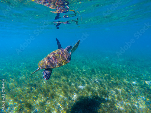 Sea turtle swim in water of tropical lagoon. Green turtle underwater photo. Wild marine animal in natural environment