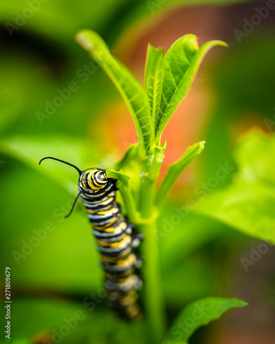 Monarch Caterpillar © Fotoluminate LLC