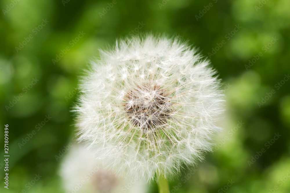 Dandelion on a green background, soft focus Dandelion on a green background, soft focus