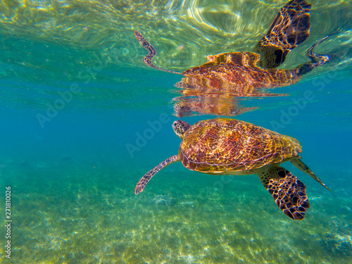 Sea tortoise by water surface. Green turtle underwater photo. Wild animal in natural environment. Endangered species