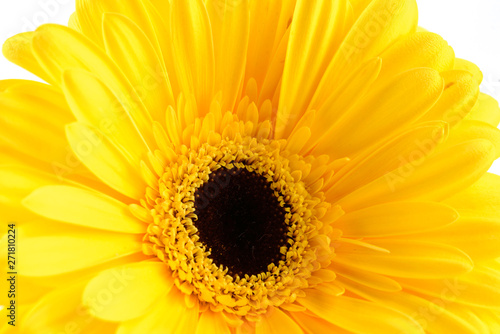 Yellow gerber on white background