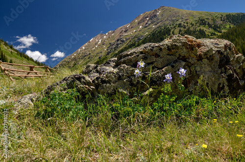 Colorado Columbine (Aquilegia coerulea) flowers beside the rock near Mount Champion in Rocky Mountains (Lake County, Colorado, USA)