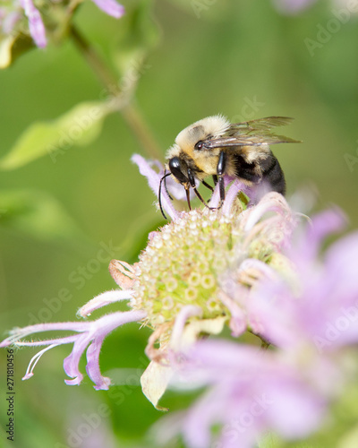 bee on flower_3 © Matt Gibson