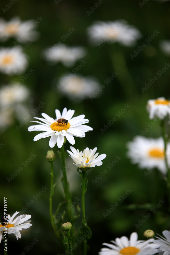 field of daisies and insect