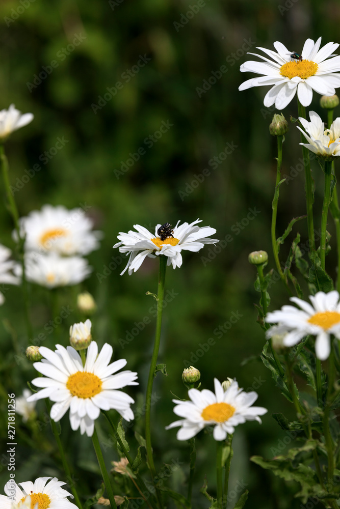 Fototapeta premium field of daisies 3