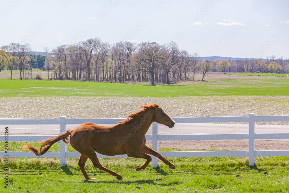 A chestunut horse galloping by a white board fence with fields in the background.