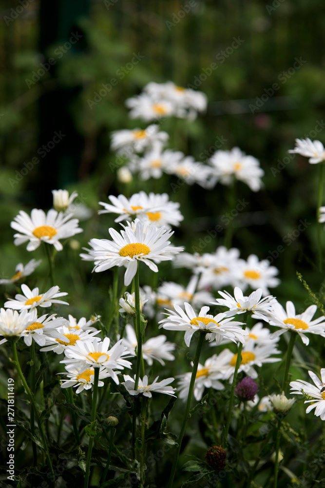 field of daisies - 8 field of daisies - 8