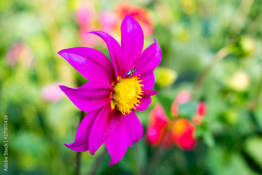 Obraz premium Mexican Aster or Garden Cosmos. Dahlia Cosmos bipinnatus, is a cup shaped herbaceous sun loving plant Blooms in early spring to late summer native to Arizona in US Mexico, Guatemala to Costa Rica.