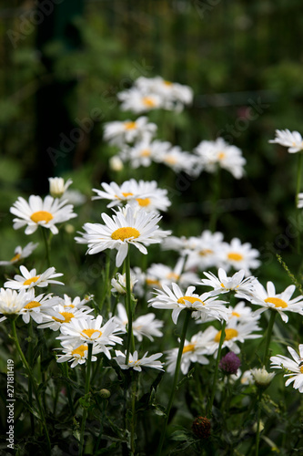 field of daisies - 8