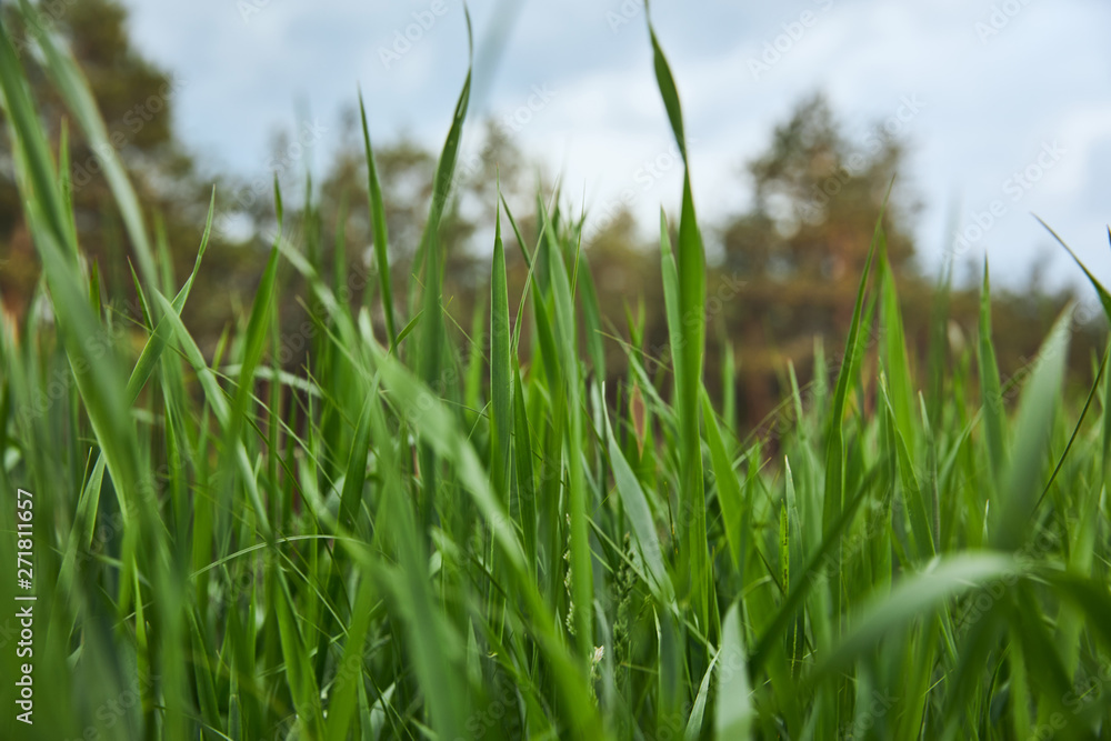 selective focus of green grass on forest background