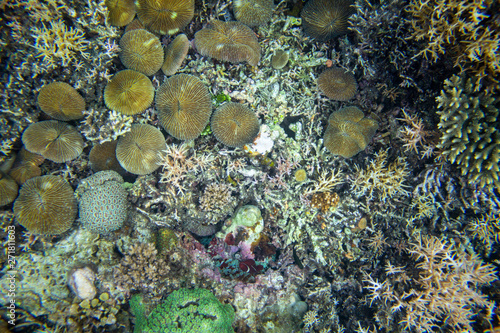 Sea bottom top view with corals and marine animals. Coral reef relief top view photo background. Diverse coral texture