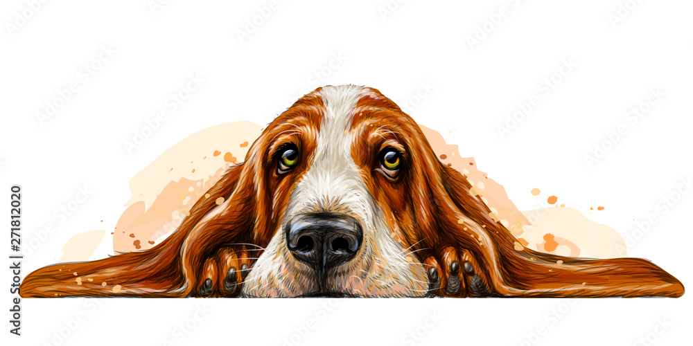 vector stylized illustration of basset hound portrait  Basset hound art  Dog drawing simple Dog drawing