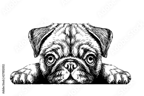 Pug. Sticker on the wall in the form of a graphic hand-drawn sketch of a dog portrait.