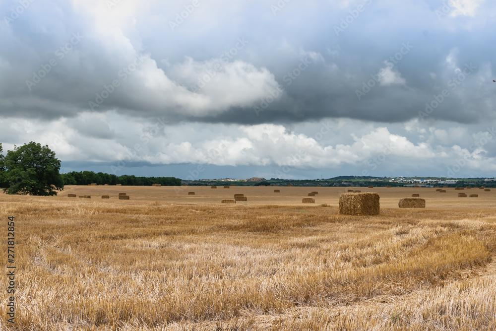 Fototapeta premium wheat field and blue sky