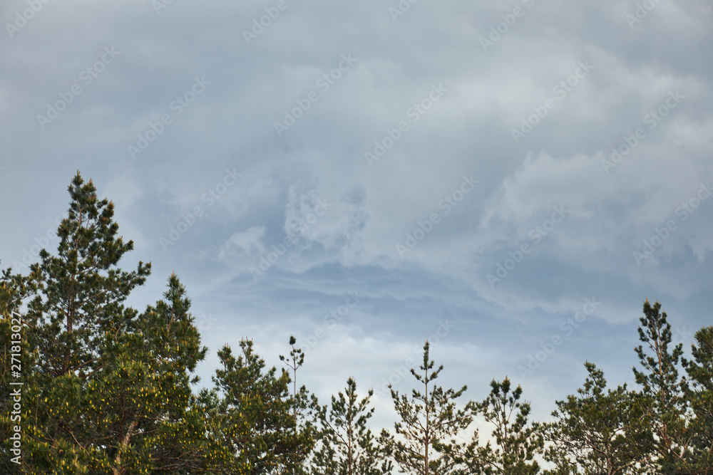 Aerial view of green pine forest under blue sky with clouds Aerial view of green pine forest under blue sky with clouds