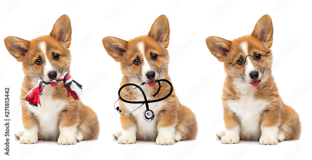 puppy looks with a stethoscope in his teeth