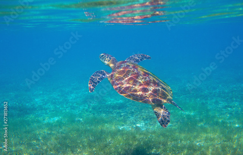 Sea turtle in shallow water of tropical lagoon. Green turtle underwater photo. Endangered species of coral reef