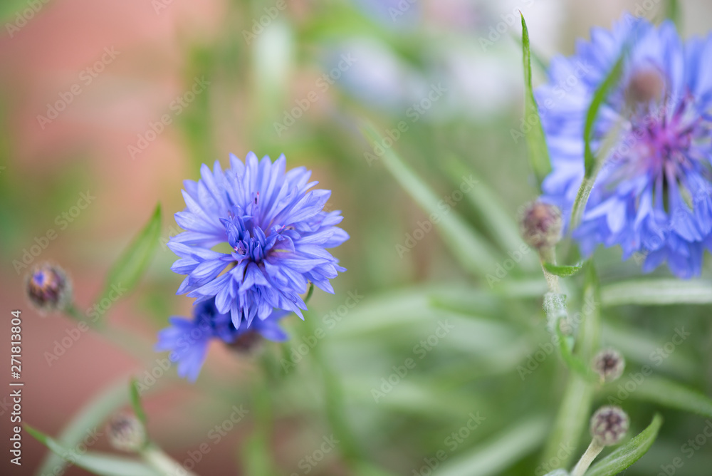 Obraz premium blurry background up close flower